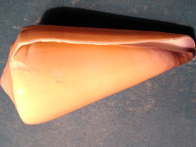 Фото Virgin cone