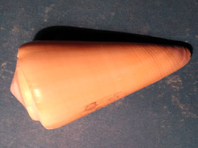 Фото Virgin cone