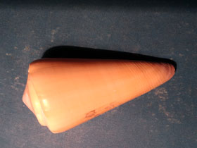 Фото Virgin cone