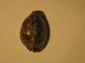 Фото Ципрея арабика имманис