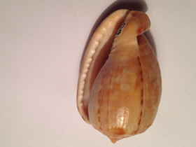 Фото Cypraecassis testiculus