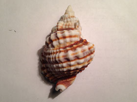 Фото Common Distorsio