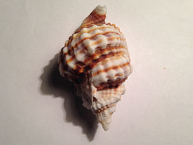 Фото Common Distorsio