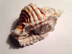 Фото Common Distorsio