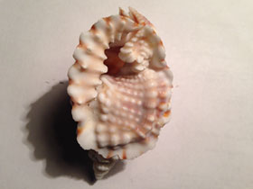 Фото Common Distorsio