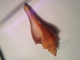 Фото Long-Siphoned whelk