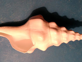 Фото Wavy Spindle