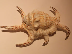 Фото Harpago chiragra