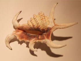 Фото Harpago chiragra