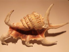 Фото Harpago chiragra