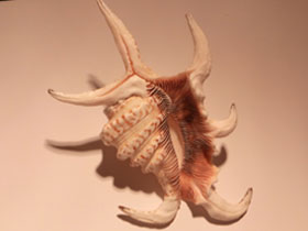 Фото Harpago chiragra