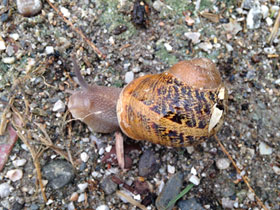 Фото Caracol común de jardín