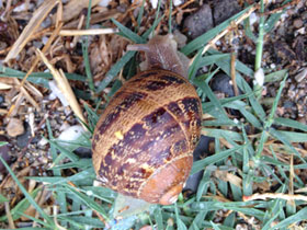 Фото Caracol común de jardín