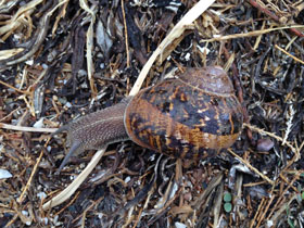 Фото Caracol común de jardín