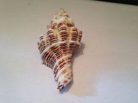 Фото Short-tailed Latirus