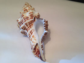 Фото Short-tailed Latirus