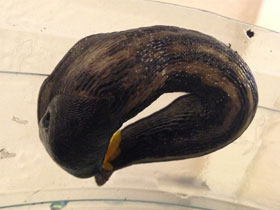 Фото Black keel-back slug
