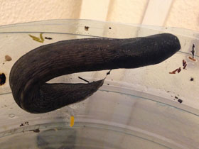 Фото Black keel-back slug