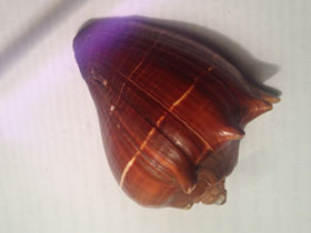 Фото Melongenidae