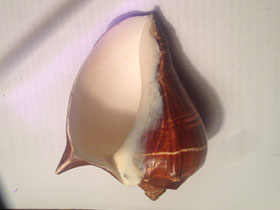 Фото Melongenidae