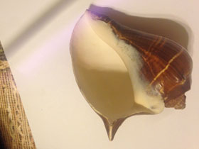 Фото Melongenidae