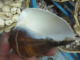 Фото Melongenidae