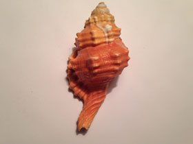 Фото Pear triton