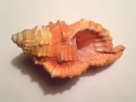 Фото Pear triton