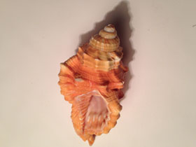 Фото Pear triton