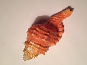 Фото Pear triton