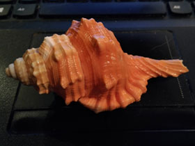 Фото Pear triton