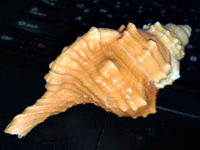 Фото Pear triton