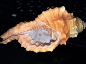 Фото Pear triton