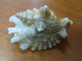 Фото Sinustrombus sinuatus