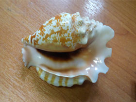 Фото Sinustrombus sinuatus