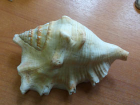 Фото Sinustrombus sinuatus