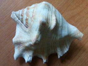 Фото Sinustrombus sinuatus