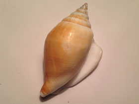 Фото Strombus canarium