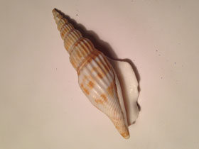 Фото Riband-marked Conch