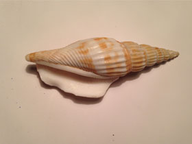 Фото Riband-marked Conch