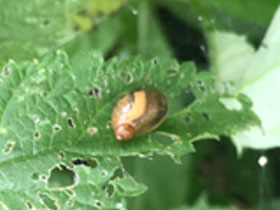 Фото Amber snail