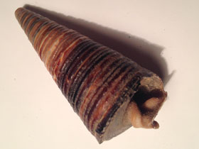 Фото Potamididae