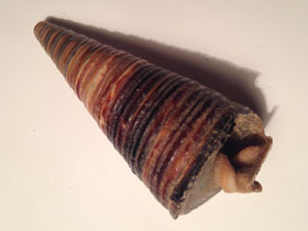 Фото Potamididae