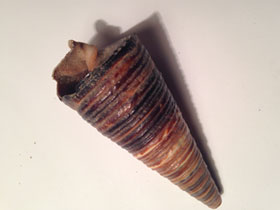 Фото Potamididae