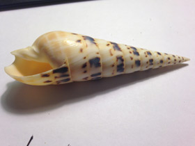 Фото Terebra maculate