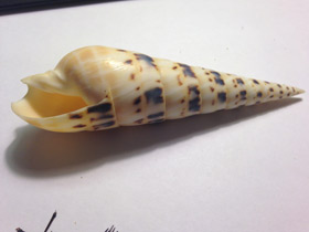 Фото Terebra maculate