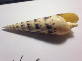 Фото Terebra maculate