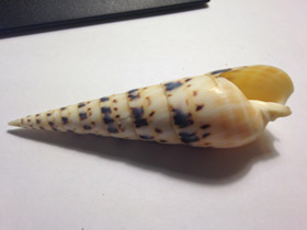 Фото Terebra maculate