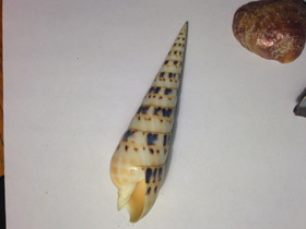 Фото Terebra maculate