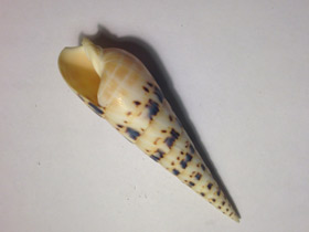 Фото Terebra maculate